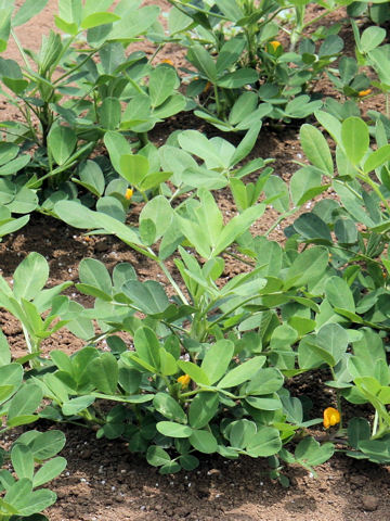 Arachis hypogaea