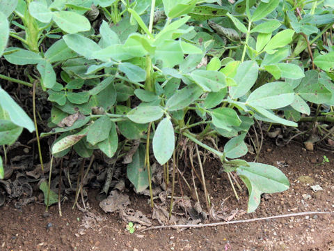 Arachis hypogaea