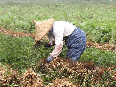 Arachis hypogaea