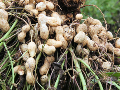 Arachis hypogaea