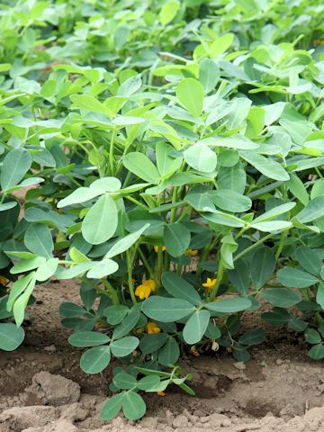 Arachis hypogaea