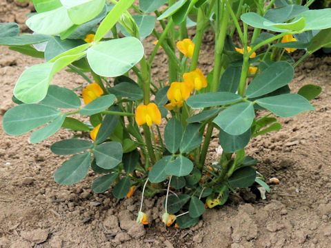 Arachis hypogaea