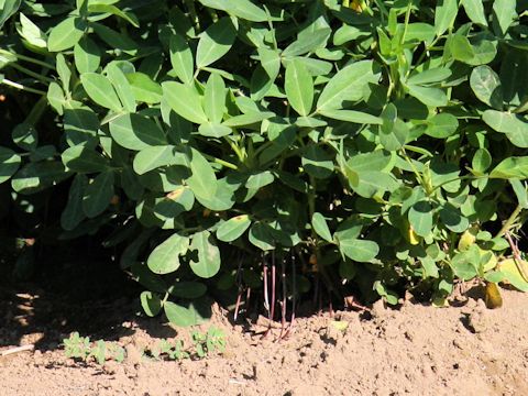 Arachis hypogaea