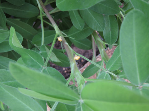 Arachis hypogaea cv. Carwilis Virginia