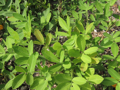 Arachis hypogaea