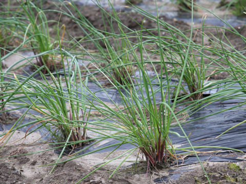 Allium chinense