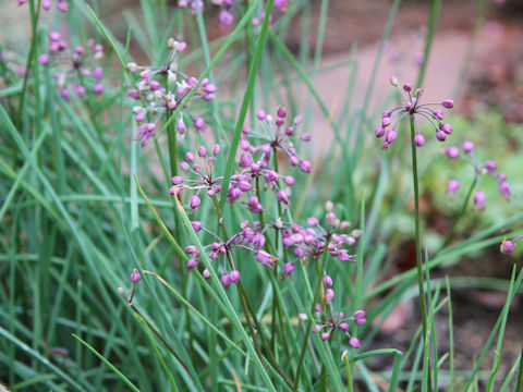 Allium chinense