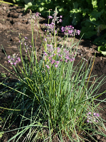 Allium chinense