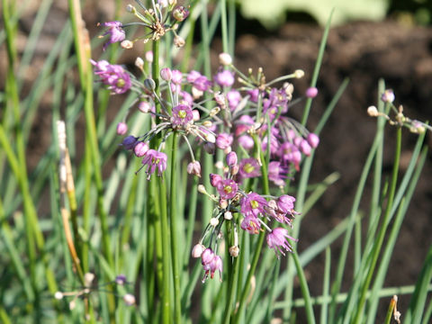 Allium chinense