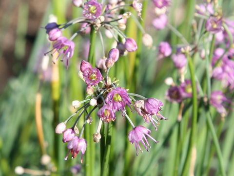 Allium chinense