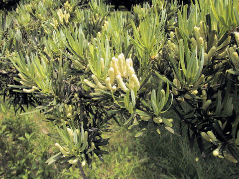 Podocarpus macrophyllus var. maki