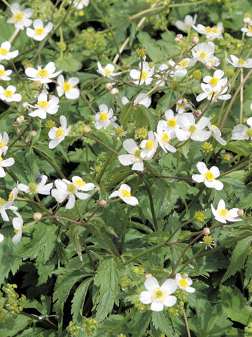 Ranunculus aconitifolius