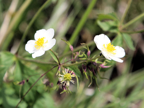 Ranunculus aconitifolius