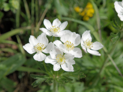 Ranunculus aconitifolius