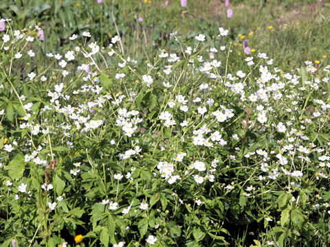 Ranunculus aconitifolius