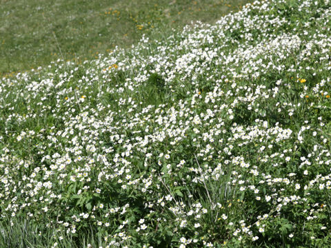 Ranunculus aconitifolius