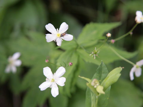 Ranunculus aconitifolius