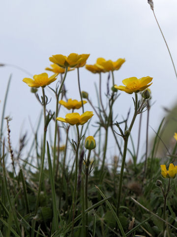 Ranunculus acris