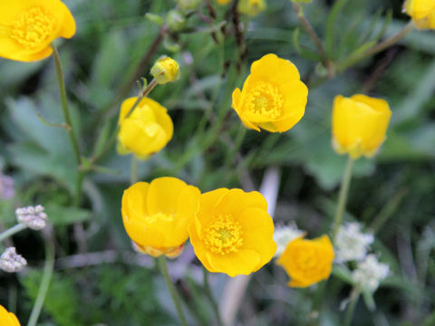 Ranunculus acris