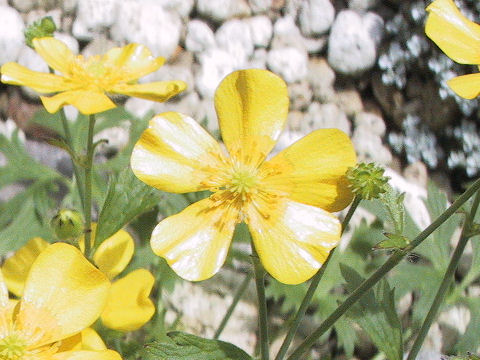 Ranunculus acris