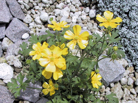 Ranunculus acris