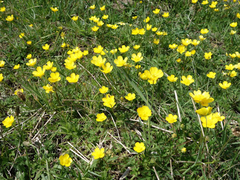 Ranunculus acris