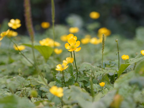 Ranunculus acris