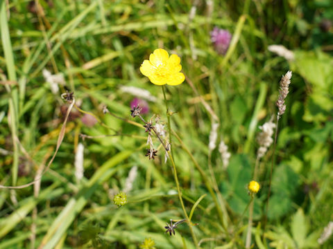 Ranunculus acris