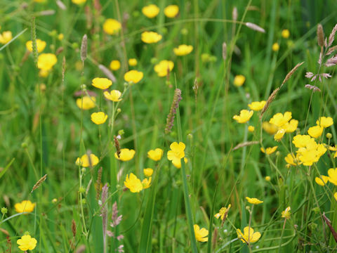 Ranunculus acris