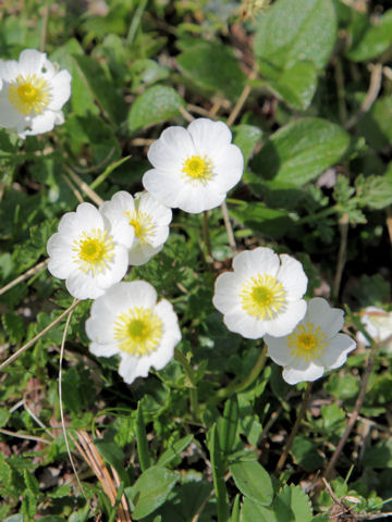 Ranunculus alpestris