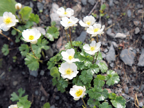 Ranunculus alpestris