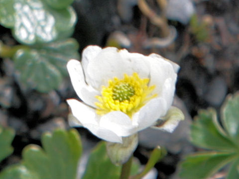 Ranunculus alpestris