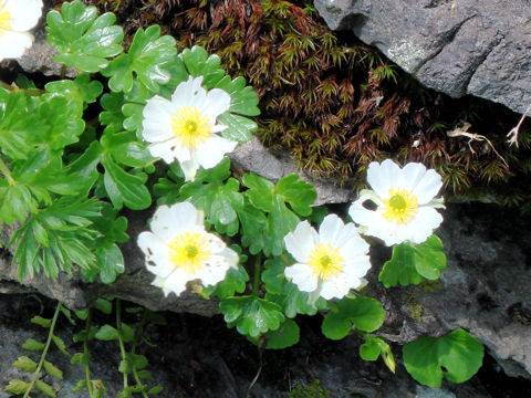 Ranunculus alpestris