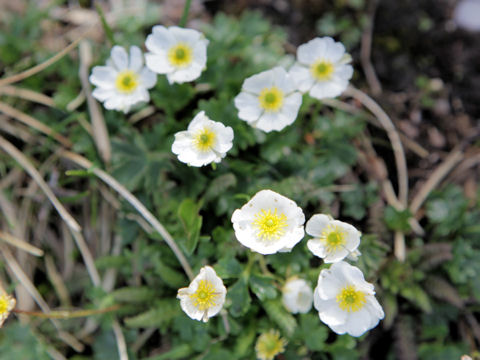 Ranunculus alpestris