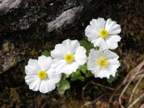 Ranunculus alpestris