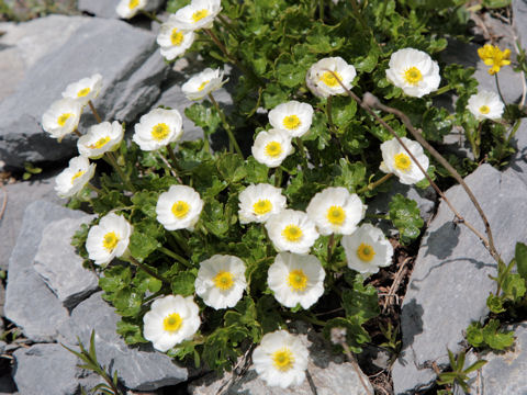 Ranunculus alpestris