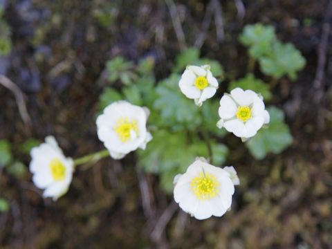 Ranunculus alpestris