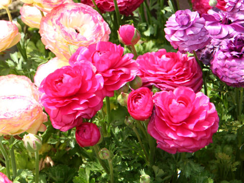 Ranunculus asiaticus