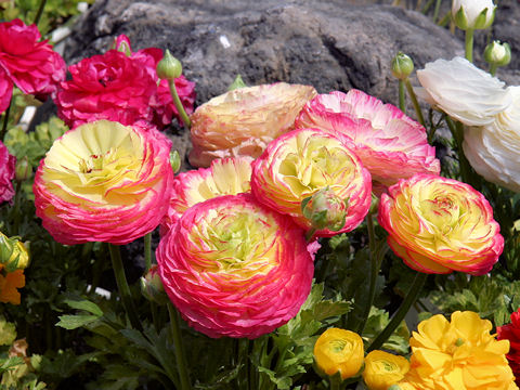 Ranunculus asiaticus