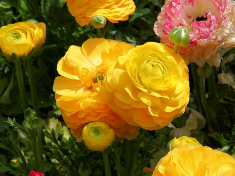 Ranunculus asiaticus