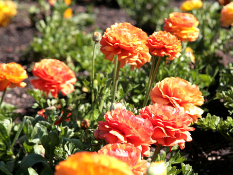 Ranunculus asiaticus