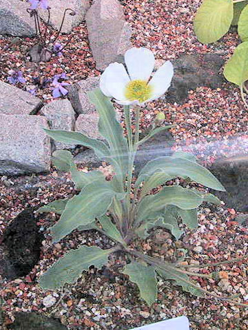 Ranunculus calandrinioides