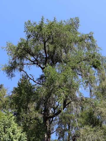 Cunninghamia lanceolata var. konishii