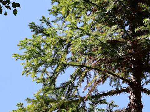 Cunninghamia lanceolata var. konishii