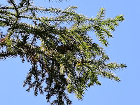 Cunninghamia lanceolata var. konishii