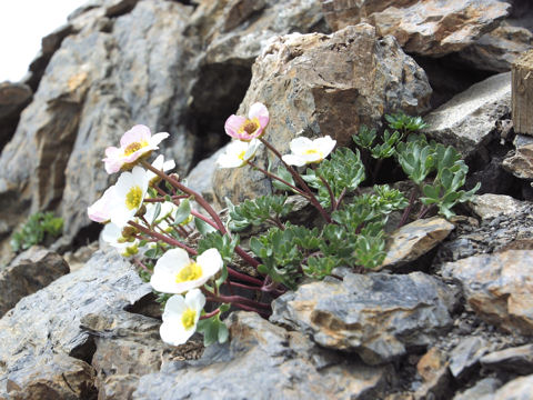 Ranunculus glacialis