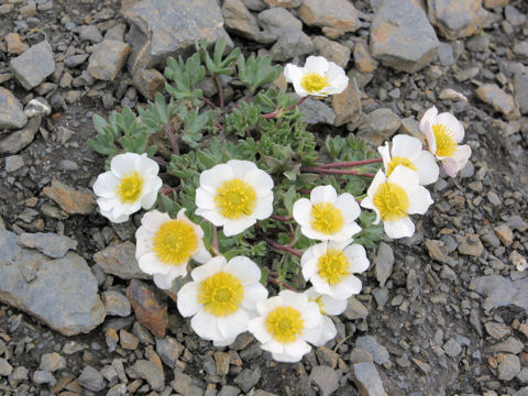 Ranunculus glacialis