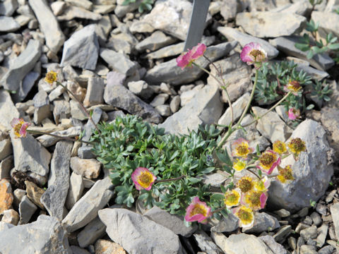 Ranunculus glacialis