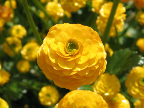 Ranunculus repens 'Gold Coin'