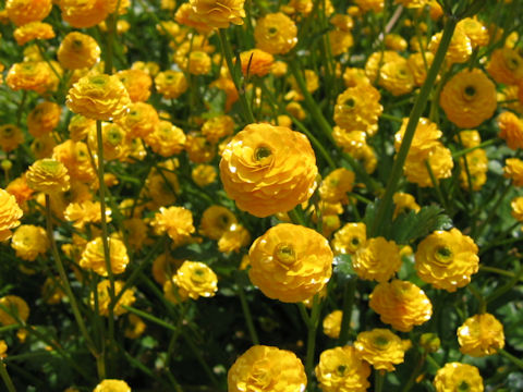 Ranunculus repens 'Gold Coin'